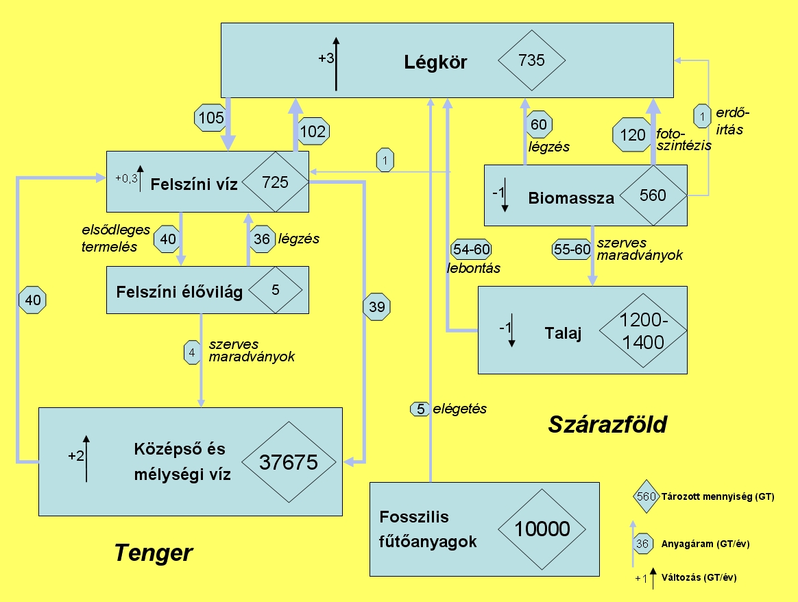 Rvid peridus sznciklus modell transzportfolyamatai, a trolt s szlltott sznmennyisgek (Kernyi, 1995 alapjn)